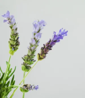 Aromatic