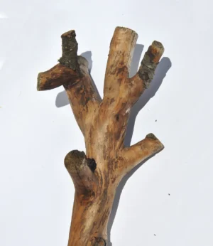 Woody